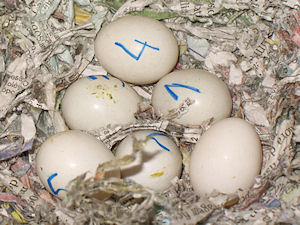 ninho da Cinzinha - 6 ovos - 05-Mar-2010