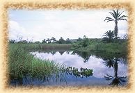 pantanal de Marimbus
