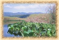 pantanal de Marimbus