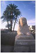 Luxor temple - sphinx