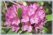 rhododendron
